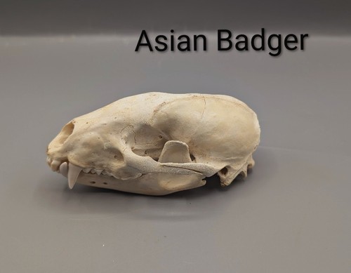 Asian badger skull skulls - badger, skull,