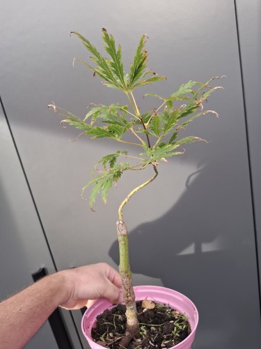 Part trained japanese maple - ,