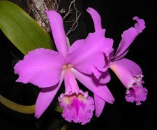 Cattleya labiata Orchid plant