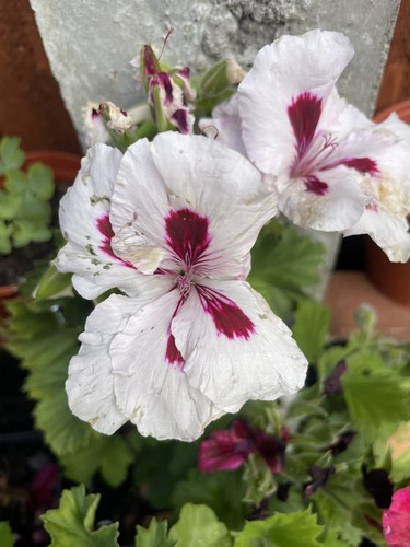 Regal pelargonium flower - regal,