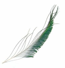 Peacock Sword Tails 2 Per Pack