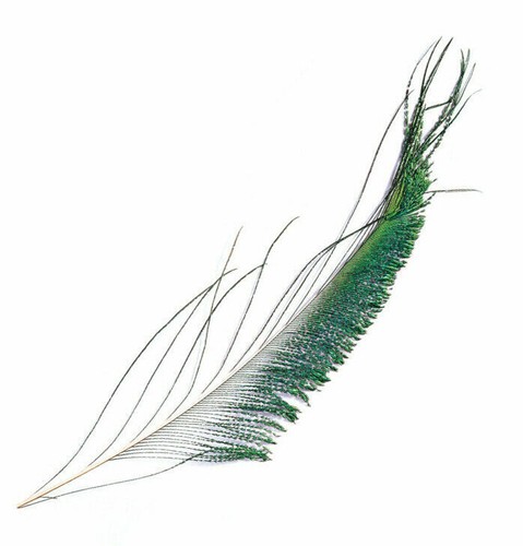 Peacock sword tails - tails, 2
