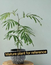 'Japanese Everfresh Tree'