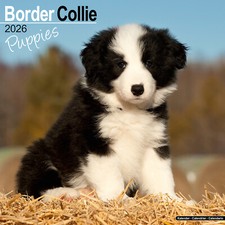 Border Collie Puppies 2026 Calendar Gift Puppy Wall 15% OFF MULTI ORDERS