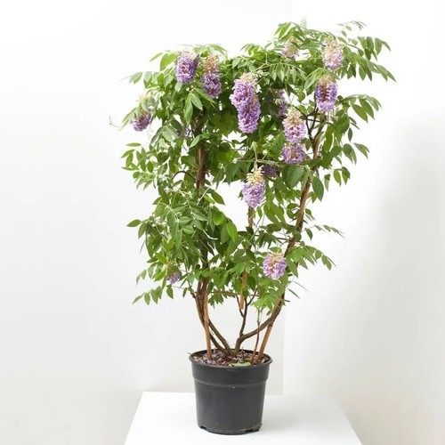 Wisteria climbing plant - wisteria,