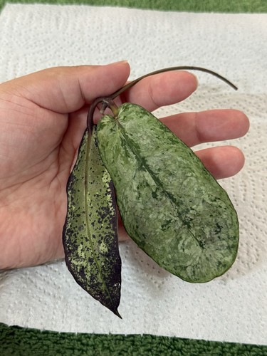 Hoya mitrata buntok - mitrata,