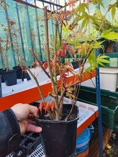 Japanese Maple Bonsai