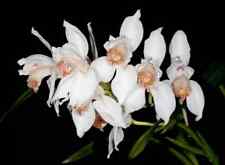 Cymbidium erythrostylum species orchid plant