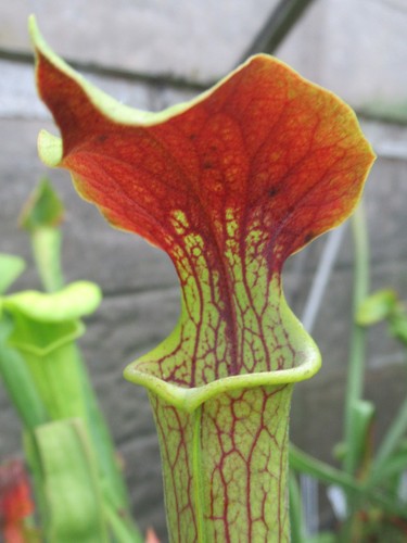 Sarracenia alata red lid - x,