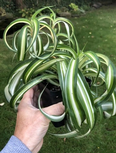 Bonnie curly spider - curly,