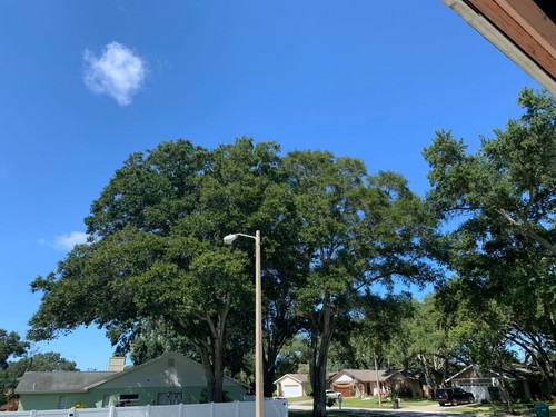 Acorns florida live - acorns,,