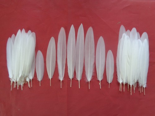 Mallard duck inner wing - 50,