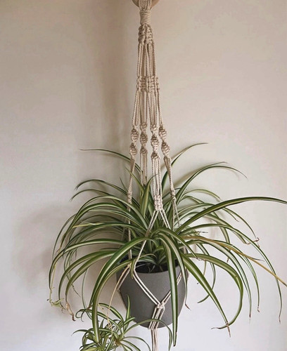 Macramé rope plant - rope,