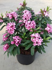 Shrub Daphne Pink Fragrance