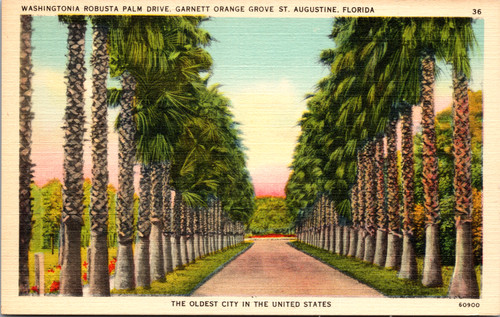 Postcard washingtonia robusta - washingtonia,