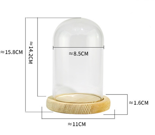 Clear cloche glass - dome,