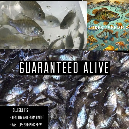 Live bluegill fish bream - 45+,