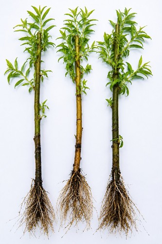 Golden weeping willow - golden,