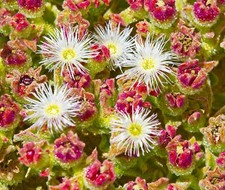 800x Ice Plant