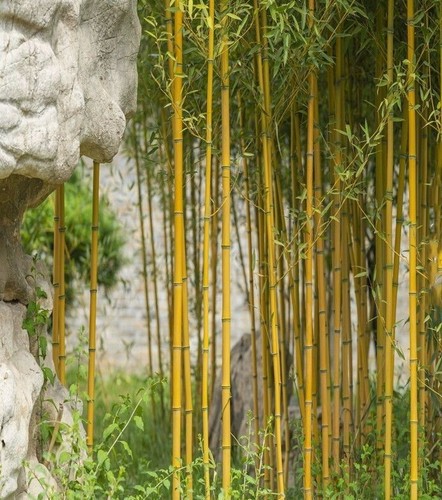 Golden bamboo seeds - seeds, yellow