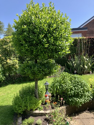 Year old bay tree - old, (approx)