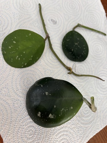 Hoya obovata splash - hoya, variegated