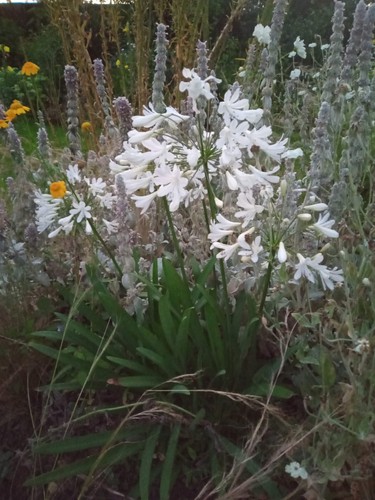Agapanthus arctic star - agapanthus, star’