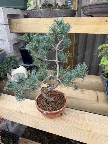 Potted pine bonsai - pine, pinus