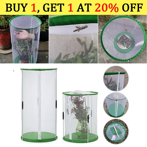 Transparent butterflies - transparent,