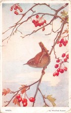 POSTCARD - WREN-  WINIFRED
