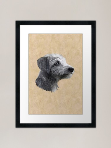 Rough coated lurcher - coated,
