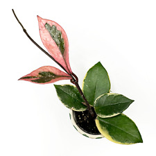 Hoya 'Tricolour Flamingo' RARE