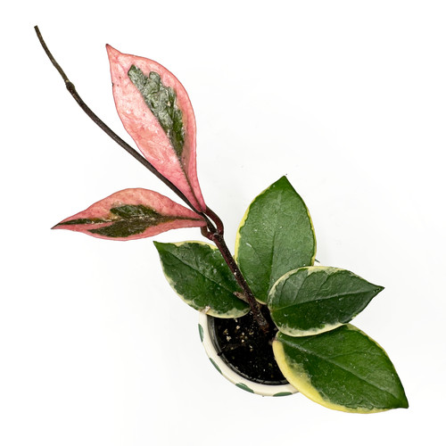 Hoya tricolour flamingo - hoya, 'tricolour