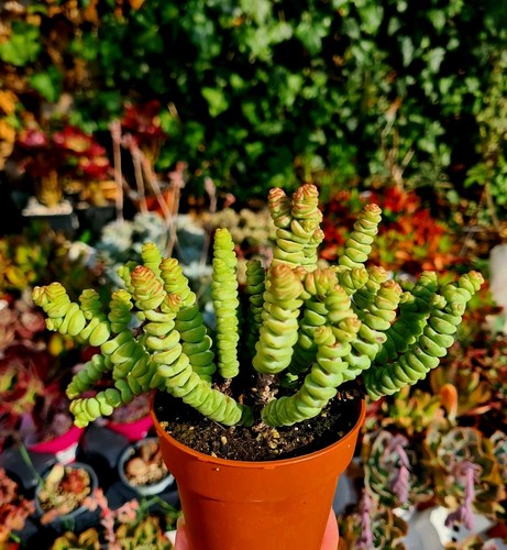 Crassula marnieriana jade - marnieriana,