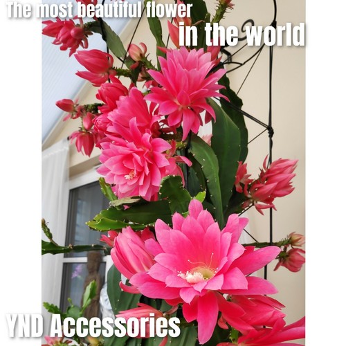 Rare epiphyllum german empress - german,