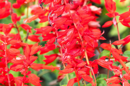 Scarlet sage seeds tropical - scarlet, seeds,