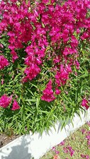 Deal Price Penstemon  Red