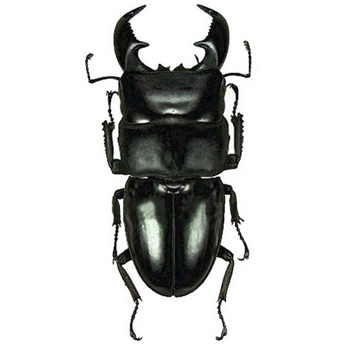 Dorcus titanus yasuokai stag