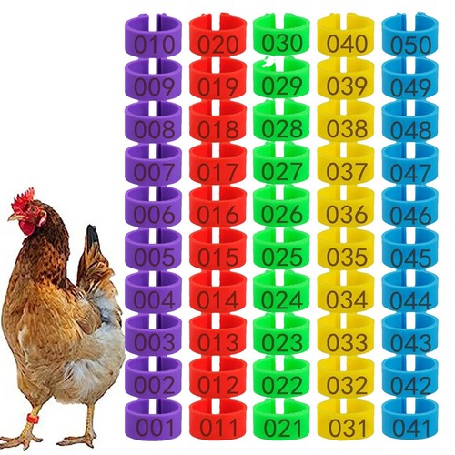 100 pcs chicken leg - leg, bands