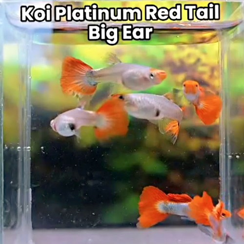 Koi red tail - koi, ear