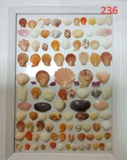 Natural Scallop Shell sea shells – Decorative / Craft / Collection from Japan 