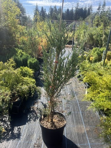 Juniper skyrocket juniperus - skyrocket,