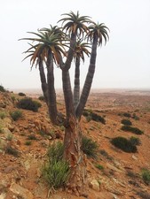 Aloidendron pillansii syn. Aloe pillansii 5x FRESH SEEDS, Asphodelaceae, Namibia