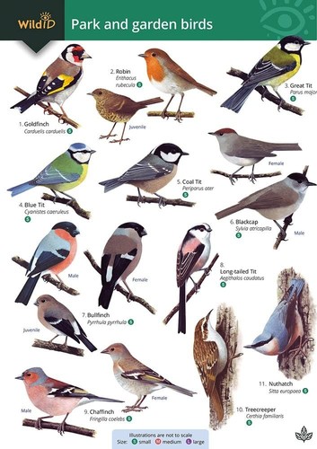 Park and garden birds wildid - and,