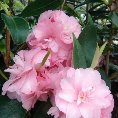 Camellia spring festival - spring,