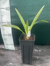 Trachycarpus nanus x Winsan