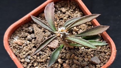Euphorbia flanaganii