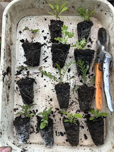 Joblot hardy perennial - joblot, of