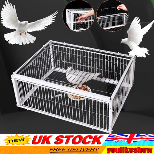 Pigeon trap cage single way - pigeon,
