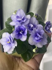 African Violets Two Baby